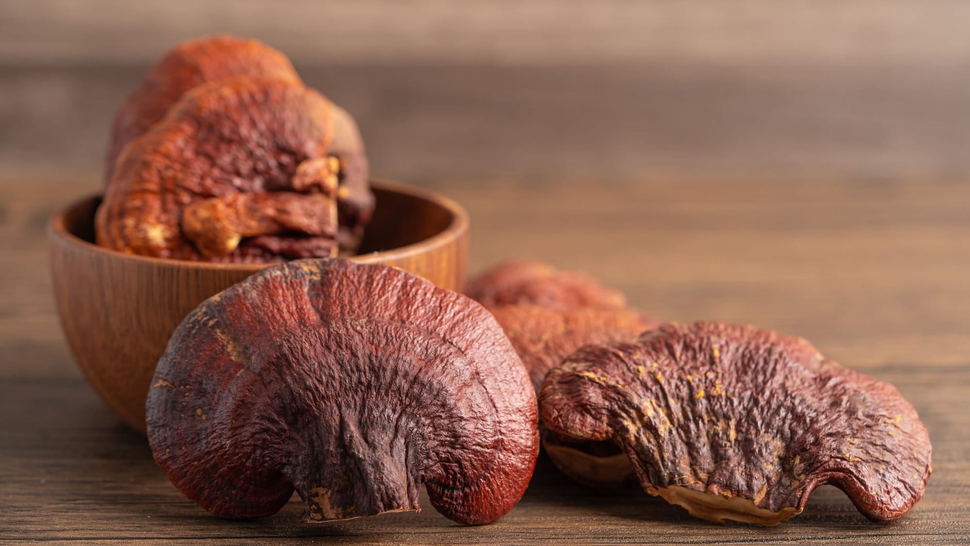 champignon adaptogène reishi