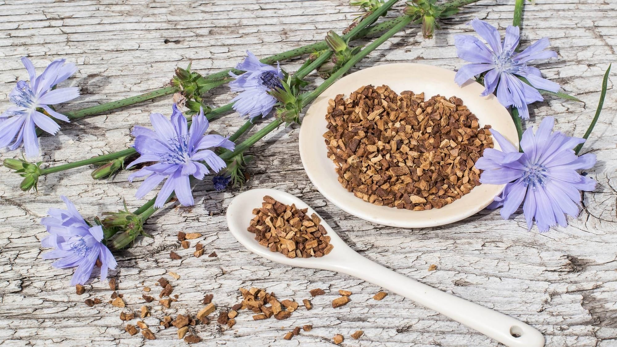 alternative caféine chicoré